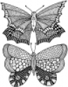 Zendoodles Butterflies Ready To Go